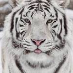 admin profile picture